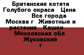 Британские котята Голубого окраса › Цена ­ 8 000 - Все города, Москва г. Животные и растения » Кошки   . Московская обл.,Жуковский г.